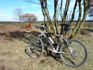 MTB met Stier